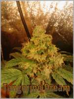 Picture from BYOweed (Tangerine Dream)