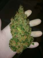 Barneys Farm Vanilla Kush - photo made by weeed