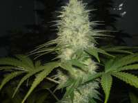 Picture from Boerejonge (Vanilla Kush)