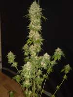 Picture from Boerejonge (Vanilla Kush)