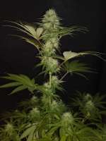 Picture from Boerejonge (Vanilla Kush)