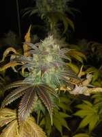 Picture from Boerejonge (Vanilla Kush)