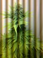 Picture from hemp47 (Violator Kush)