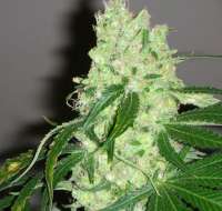 Picture from SativaFred (Violator Kush)