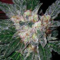 Picture from SativaFred (Violator Kush)