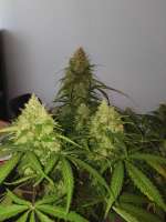 Barneys Farm Zkittlez OG Auto - photo made by Cluuu