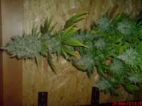 Picture from JAHJAHChildren (Blue Cheese)