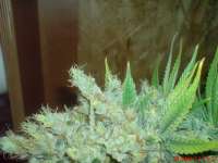 Picture from JAHJAHChildren (Blue Cheese)