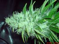 Big Buddha Seeds Cheese Dawg - photo made by JAHJAHChildren