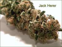 Black Label Jack Herer - photo made by king2