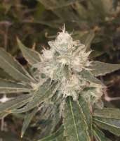 Picture from RogerRamjet (Granddaddy Purple)