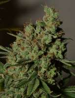 Bodhi Seeds Appalachian Super Skunk - photo made by pupilfam