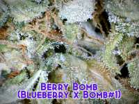 Picture from Justin108 (Berry Bomb)