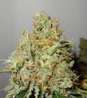 Picture from traqera (THC Bomb)