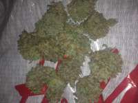 Picture from rexel (Mad Kush)