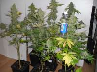 Picture from cannabiscorpse (White Prussian)