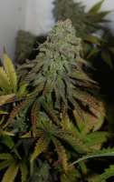 Bulk Seed Bank White Prussian - photo made by cannabiscorpse88