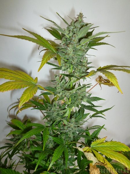 Buzzer Organic Seeds Green Rasta