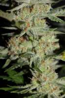 Cannabella Genetics Lemon Cream Pie - photo made by CannabellaSeedClub