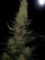 Picture from FlashGordon (Ceres Skunk)