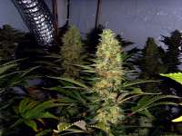 Picture from FlashGordon (Ceres Skunk)