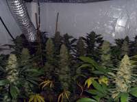 Picture from FlashGordon (Ceres Skunk)