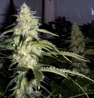 Picture from FlashGordon (Ceres Skunk)