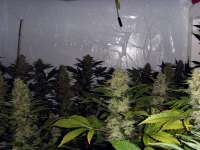 Picture from FlashGordon (Ceres Skunk)