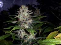 Picture from FlashGordon (Ceres Skunk)