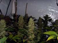 Picture from FlashGordon (Ceres Skunk)