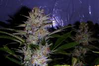 Picture from FlashGordon (Ceres Skunk)