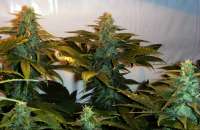 Picture from FlashGordon (Ceres Skunk)