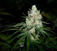 Ceres Seeds Ceres Skunk - photo made by FlashGordon