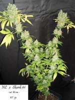 Picture from Mitsuharu (Northern Lights x Skunk Nr1)