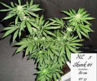 Picture from Mitsuharu (Northern Lights x Skunk Nr1)