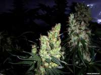 Ceres Seeds White Indica - photo made by FlashGordon