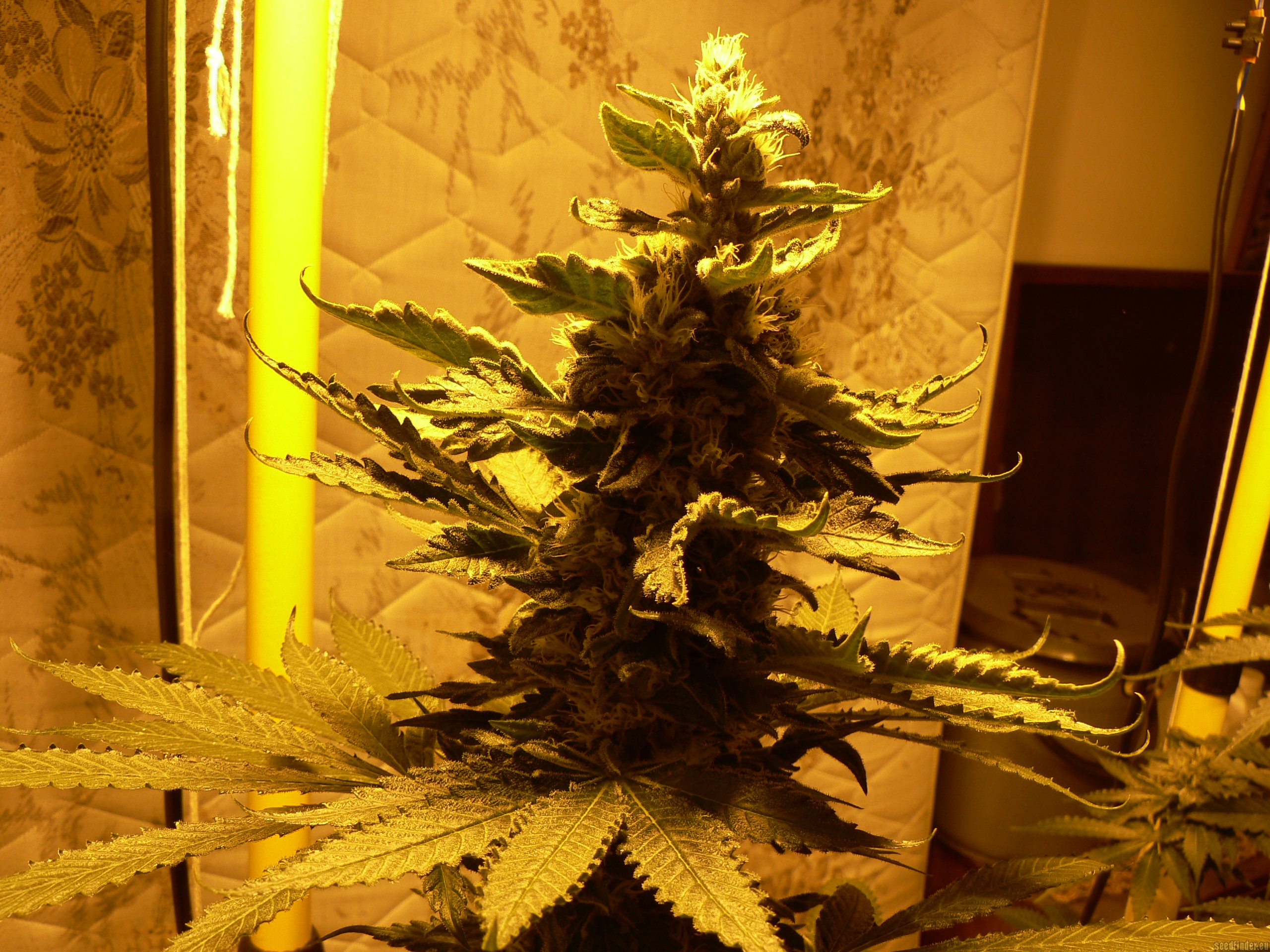 Info about the clone-only cannabis strain "Green Crack" :: SeedFinder :: Strain Info