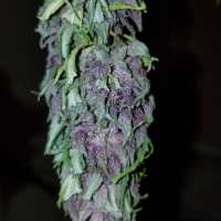 Clone Only Strains Las Vegas Purple Kush - photo made by wm420