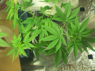 Clone Only Strains OG Kush