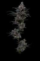 Clone Only Strains White Runtz - photo made by modoak