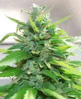 Picture from SeedMan91 (Cream Cheese)