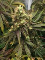 Crop King Seeds White Voodoo - photo made by JasonJ