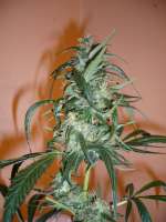 DNA Genetics Seeds C-13 Haze - photo made by merlin