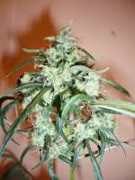 DNA Genetics Seeds C-13 Haze - photo made by merlin