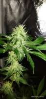 DNA Genetics Seeds Chocolope - photo made by ElCannabiologo