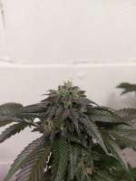 Picture from 46nkid (Double Alien 18)