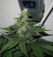 DNA Genetics Seeds L.A. Woman - photo made by someguy15