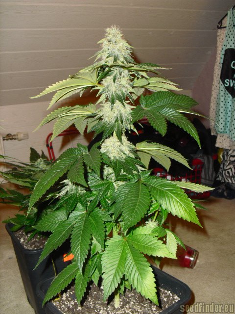 DNA Genetics Seeds ReCon