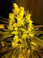 DNA Genetics Seeds Sweet Haze - photo made by delahouse1