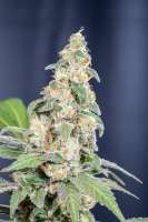 DSP Genetics Bubble Cookies - photo made by Mortadelo